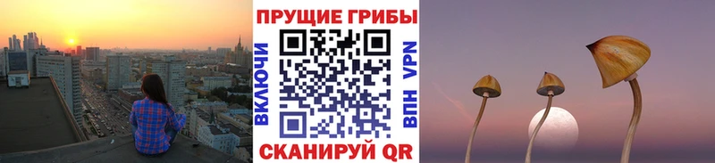 Галлюциногенные грибы Psilocybe Чита